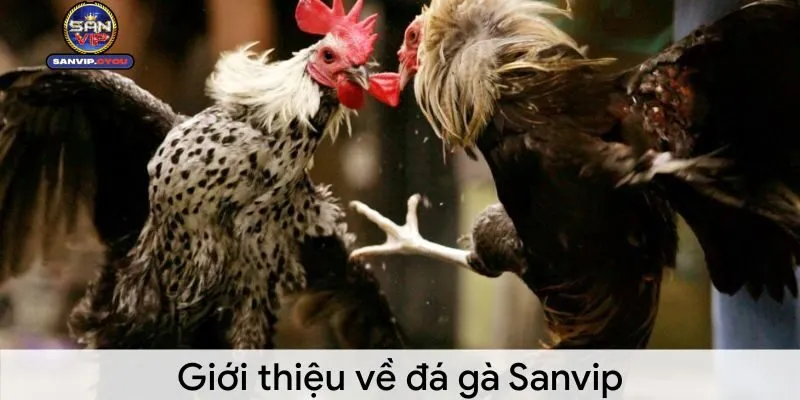 Đá Gà Sanvip: Trải Nghiệm Cá Cược Gà Đỉnh Cao và Kịch Tính 1 da-ga-sanvip-gioi-thieu